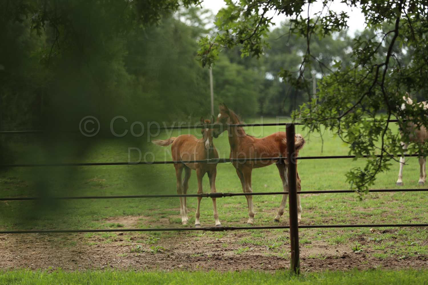 Cedar View Farm 2023 Client Proofs