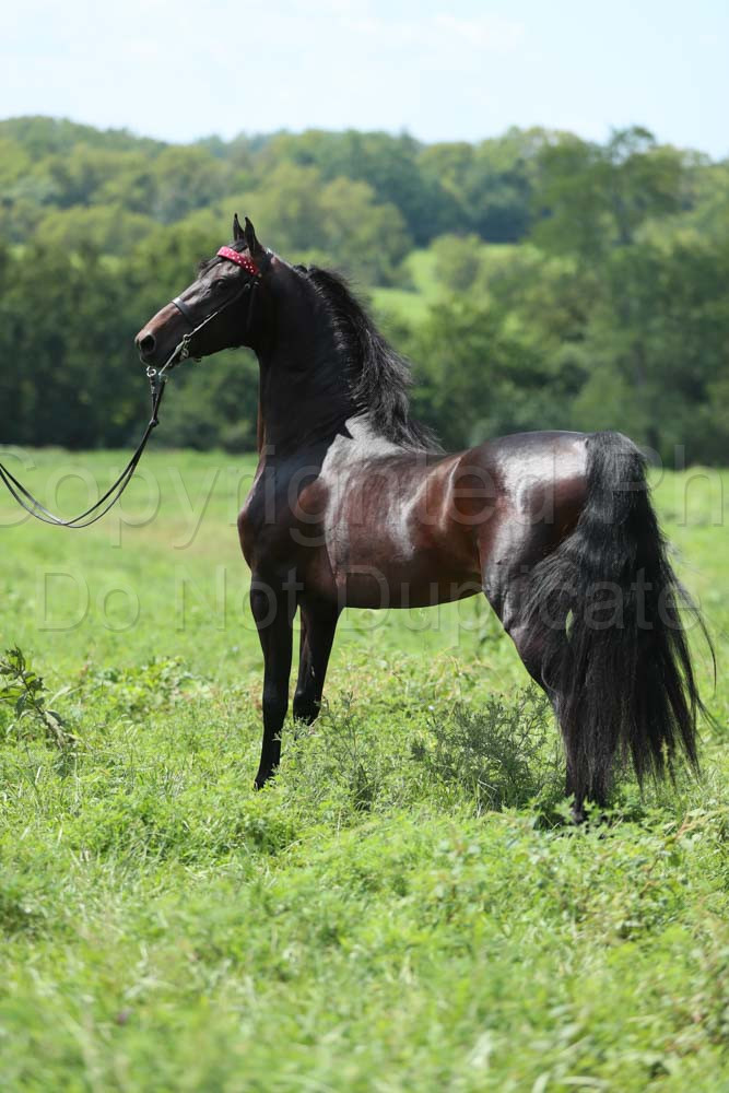 Donegal Hills Stables August 2023 Client Proofs