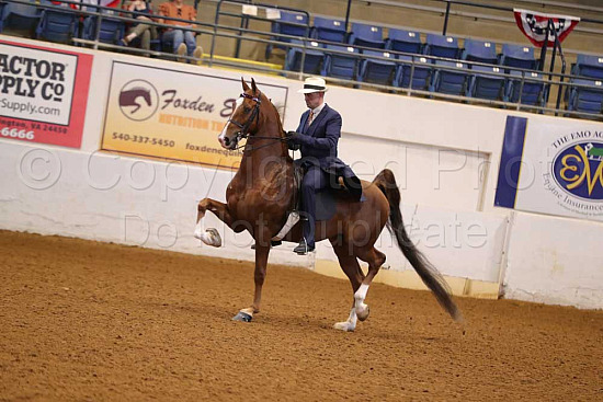 Bonnie Blue Horse Show 2025: Ultimate Guide to Unmissable Events