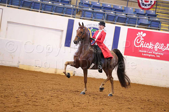 Bonnie Blue Horse Show 2025: Ultimate Guide to Unmissable Events
