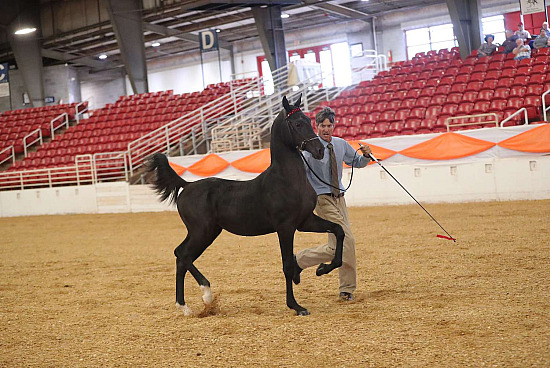 Smoky Mountain Equine Fest 2025