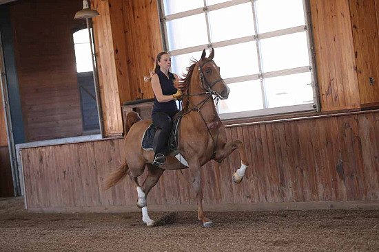 Meraki Farm Nov 15 2025